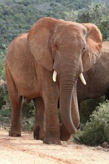 Naklejka premium African Elephant Bull
