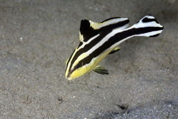 painted sweetlips