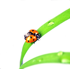 Ladybug on green leaf