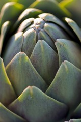 Plantation d'artichauts - cultures maraich&egrave;res