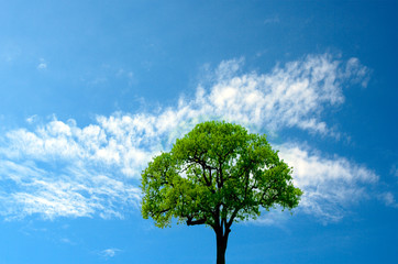 Single tree on a beautiful blue sky