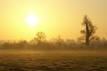 Fototapeta na wymiar Lever de soleil sur les pâtures dans la brume