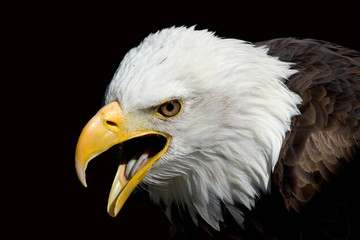 Weisskopfseeadler