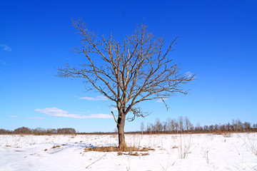 oak on winter field