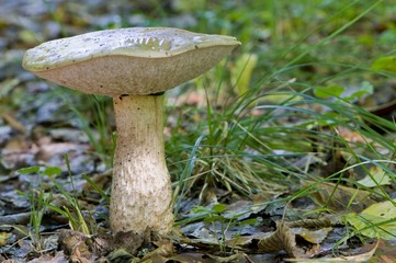 Bolet rude couleur de noix (Leccinum nucatum)