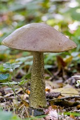 bolet rude (leccinum scabrum)