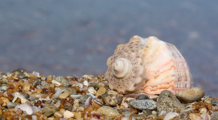 Seashell on the beach.