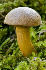 bolet parasite (xerocomus parasiticus)