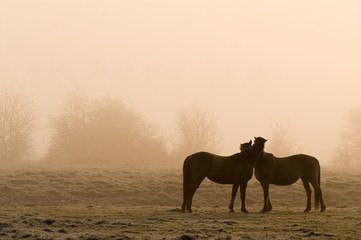 Chevaux dans la brume