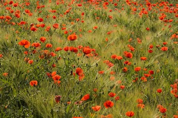 Fototapeta premium coquelicot / pavot rouge (Papaver rhoeas)