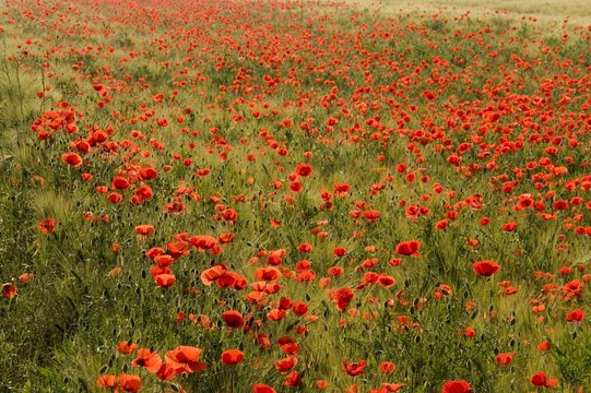 coquelicot / pavot rouge (Papaver rhoeas)