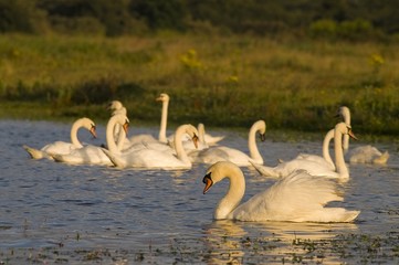 Cygne tuberculé ( Cygnus olor - Mute Swan)