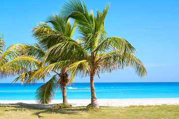Fototapeta na wymiar Palm trees in a sandy beach