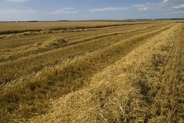 Andain de paille après la moisson