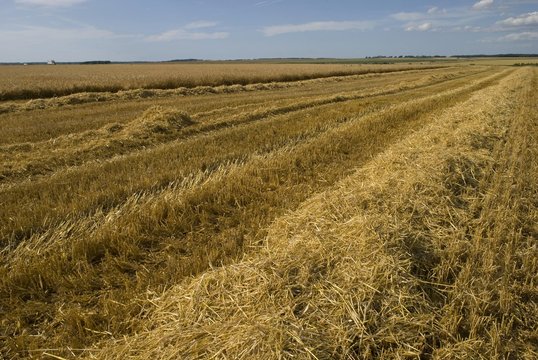 Andain de paille apr&egrave;s la moisson