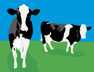 2 vaches dans les champs