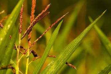 Plant de maïs en fleur