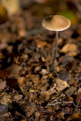 Champignons en forêt de Crécy