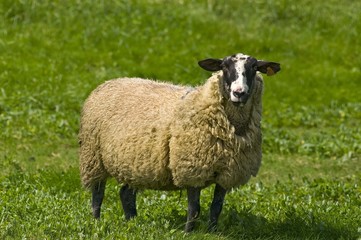Moutons de près salès (mouton d'estran) en Baie de Somme