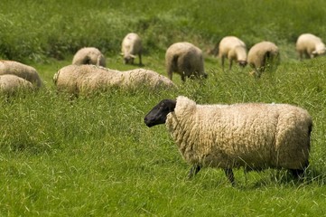 Moutons de près salès (mouton d'estran) en Baie de Somme