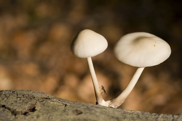 mucidule visqueuse (oudemansiella mucida)