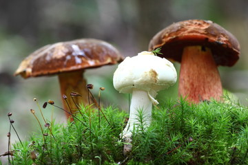 Knollenblätterpilz 2