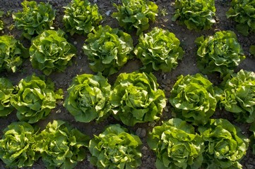 Cultures Maraich&egrave;res -