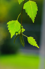 Leaves of birch