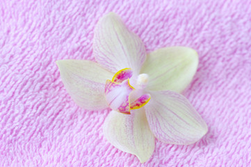 Naklejka na ściany i meble flower of orchid on spa towel.