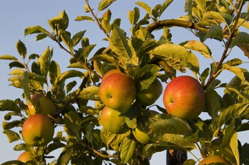 Les pommiers du Domaine de Moismont
