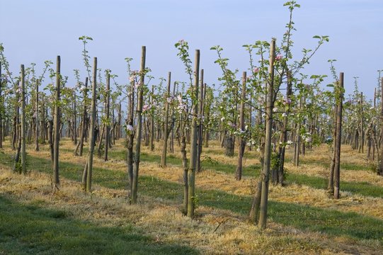 Verger en fleur