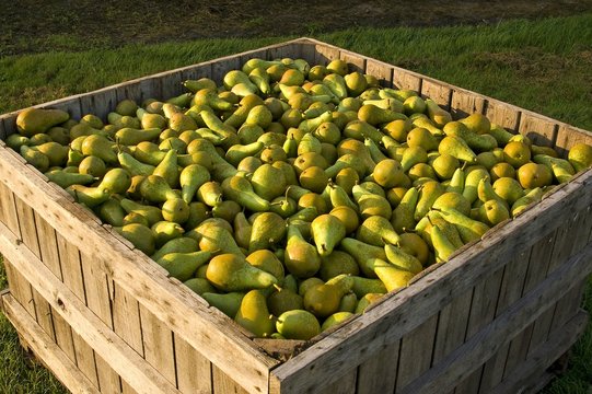 La r&eacute;colte des poires au Domaine de Moismont