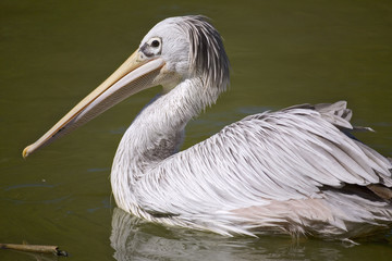 france; faune :  pélican