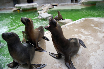 South american sea lions
