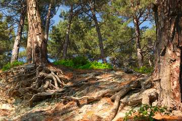 Fototapeta premium trees put down roots in