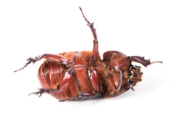 Beetle isolated on white background.