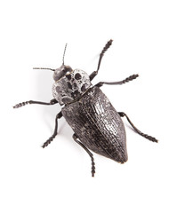 Beetle isolated on white background.