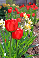 tulip