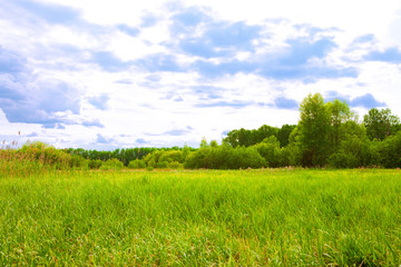 Fototapeta premium summer landscape