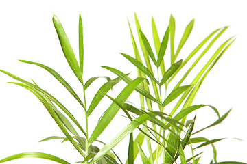 Plant isolated on white background.