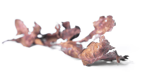 very old autumn leaves
