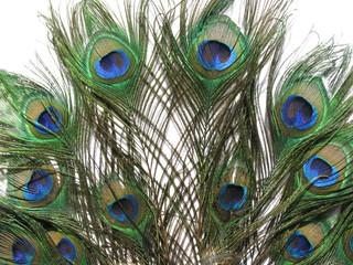 Fototapeta premium peacock feathers