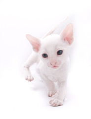 Crazy White Kitten