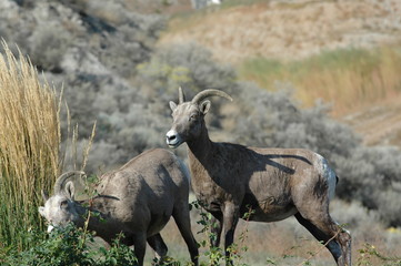 Big Horn Mountain Sheep
