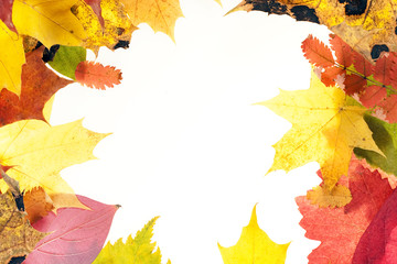 autumn leaves isolated on white background