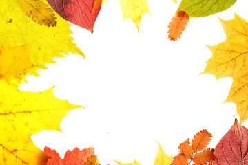 autumn leaves isolated on white background