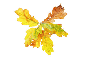 Oak leaves