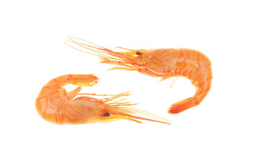 Two prawns