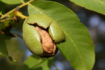 Walnut