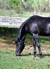 Cavallo - Stallone